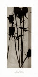 Buy Scent of Desire at AllPosters.com