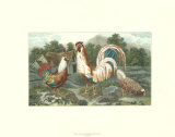 Buy Cocks and Hens II at AllPosters.com
