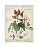 Descube Botanical V