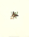 Slaonus Butterfly