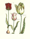 Buy Elephant Tulips I at AllPosters.com