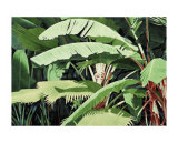 Buy Tropical Harmony at AllPosters.com