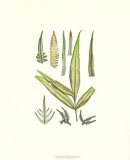 Buy Fossil Flora V at AllPosters.com