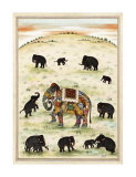 Indian Elephant Gathering
