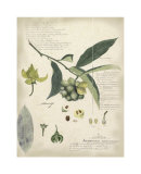 Descube Botanical II