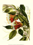 Buy Fantastical Botanical II at AllPosters.com