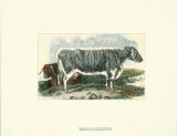 Buy Lancashire Cows II at AllPosters.com