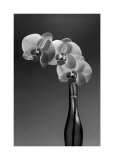 Buy Phalaenopsis, 1998 at AllPosters.com