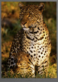 Leopard with Infant at Masai-Mara, Kenya Art Print