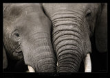 Calin d'Elephants Art Print