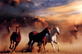 Stampede