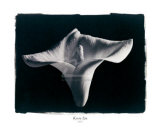 Buy Still Life No. 546 at AllPosters.com
