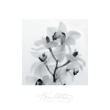 Orchid Spray I
