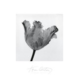 Parrot Tulip I