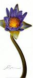 Nymphaea II