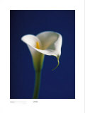 Buy Arum Lily, White on Blue Background at AllPosters.com