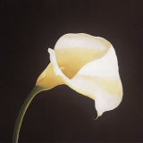 Buy Calla Lily at AllPosters.com