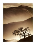 Desert Dreams II