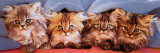 Cats under Blanket