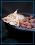 Kitten Sleeping in Bowl