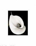 Calla