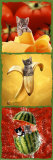 Kittens and Food