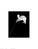 Calla