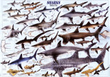 Buy Sharks at AllPosters.com