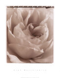 Delicate Rose