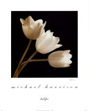 Buy Three Tulips at AllPosters.com