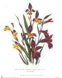 Buy Sphoerospora Imbricata at AllPosters.com