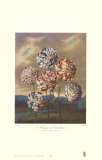 Group of Carnations