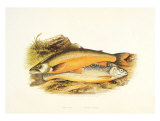 Buy Torgoch and Alpine Charr at AllPosters.com