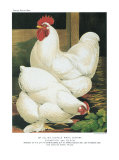 White Cochins