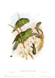 Prioniturus Spatuliger