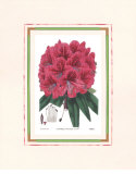 Rhododendron II