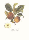 Buy Apple, Blanc-Michel at AllPosters.com
