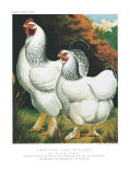 American Light Brahmas