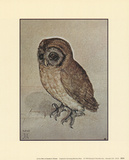 Buy Little Owl at AllPosters.com