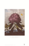 The Pontic Rhododendron