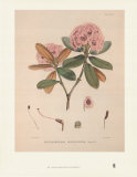 Buy Aeruginosum at AllPosters.com