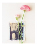 Buy Peony, Euro-Floral at AllPosters.com