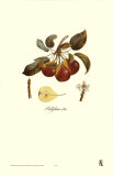 Buy Pear, Bellifsime d'Ete at AllPosters.com