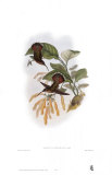 Glaucis Lanceolata, Hummingbirds