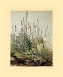 Tall Grass