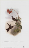 Buy Coeligena Typica, Hummingbirds at AllPosters.com