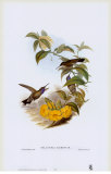Delattria Clemenciae, Hummingbirds