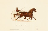Buy Smuggler at AllPosters.com