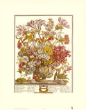 Twelve Months of Flowers, 1730, October Art Print