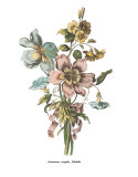 Buy Anemones Sunples Volubulis at AllPosters.com